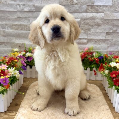 Boomer Golden Retriever