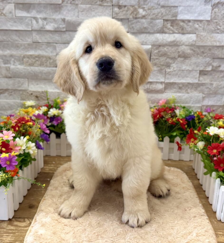 Golden Retriever - 4178 - Image 1
