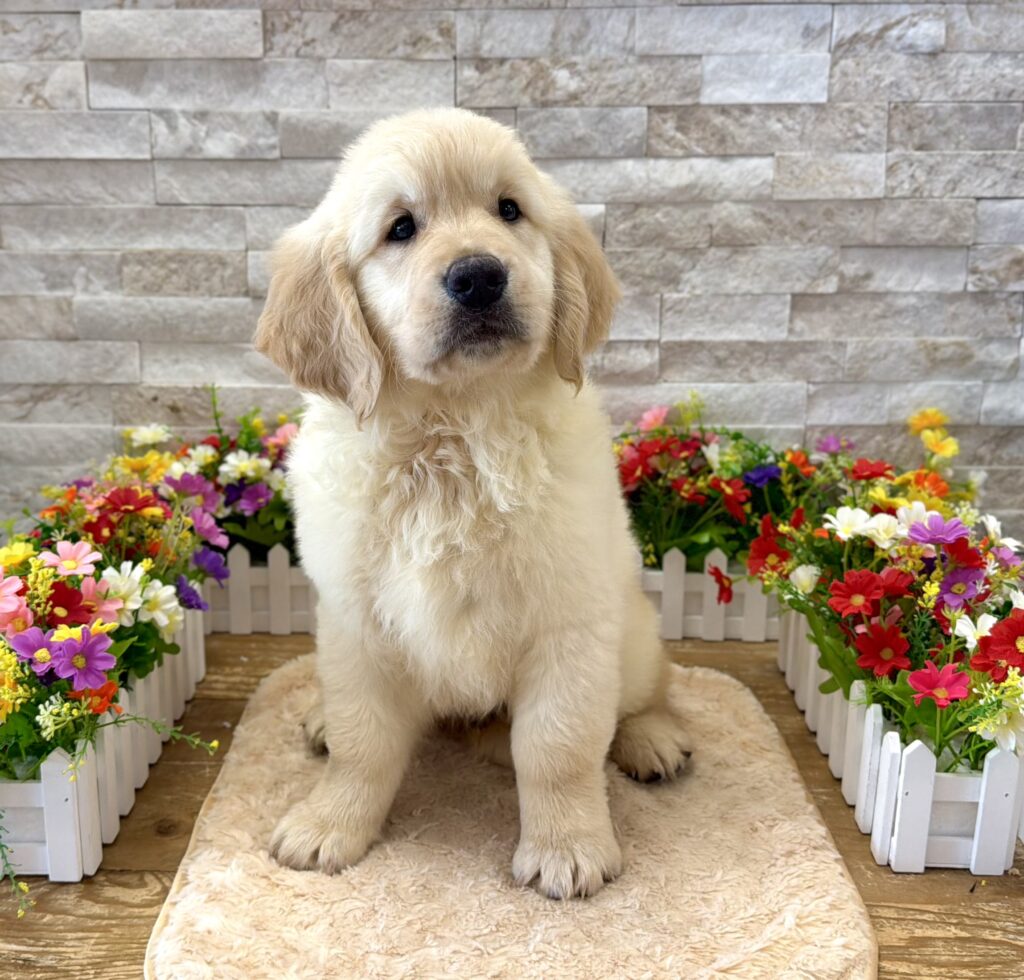 Golden Retriever - 4178 - Image 3