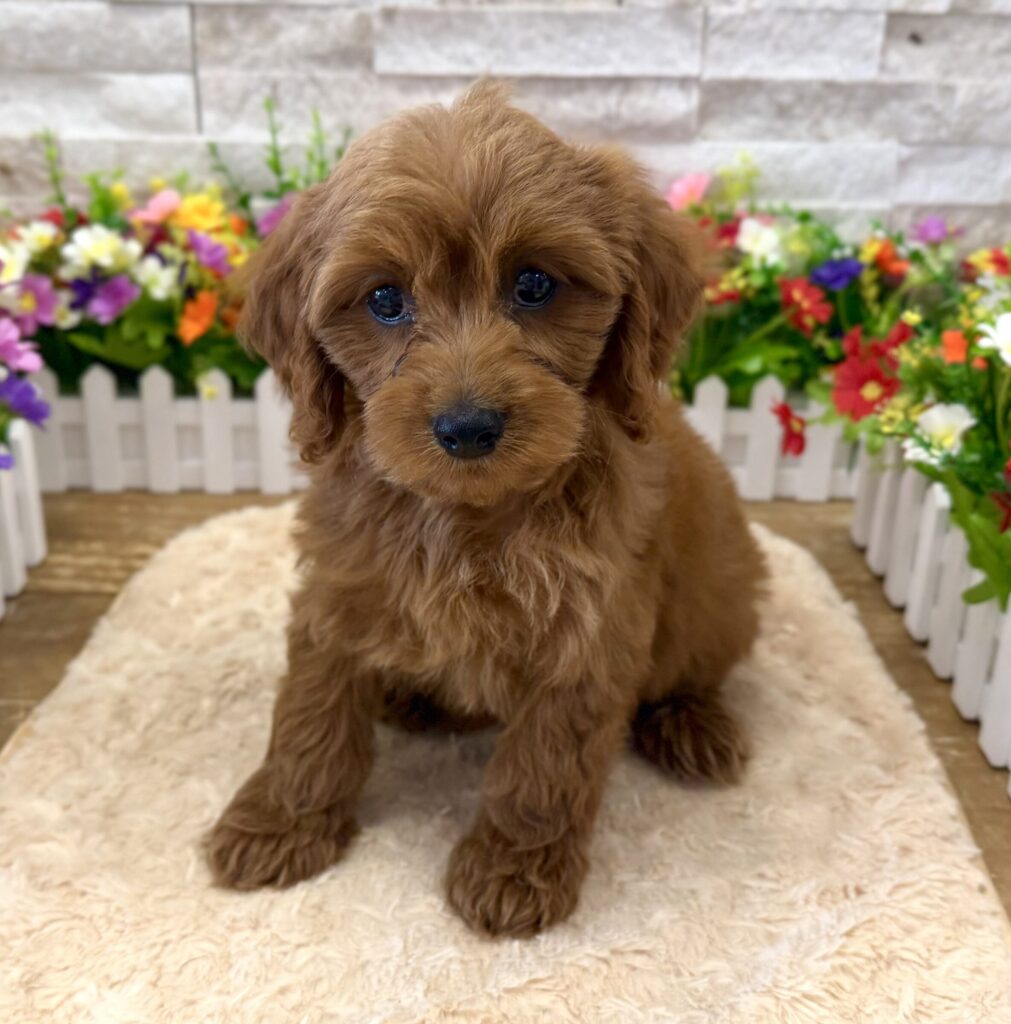 Cavapoo - 0094 - Image 1