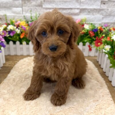 Cooper Cavapoo