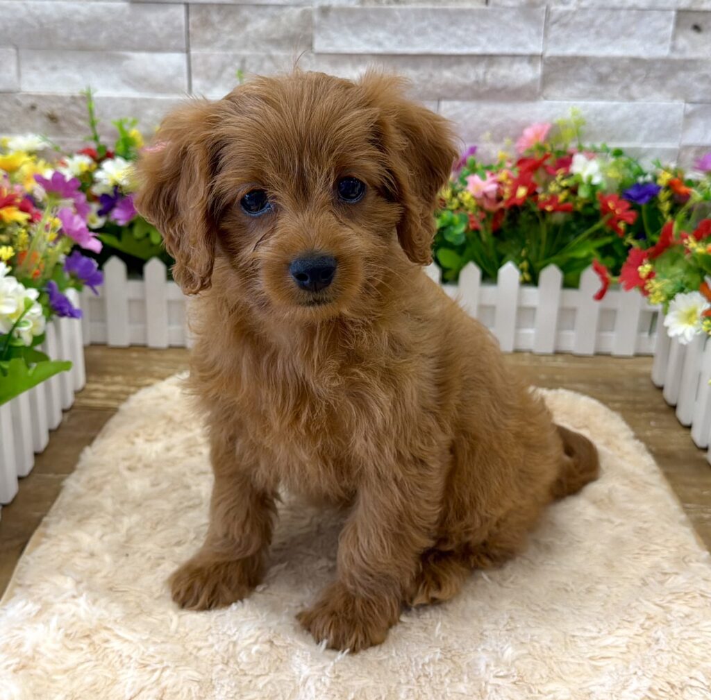 Cavapoo - 0100 - Image 1