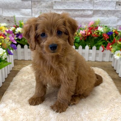 Belle  Cavapoo