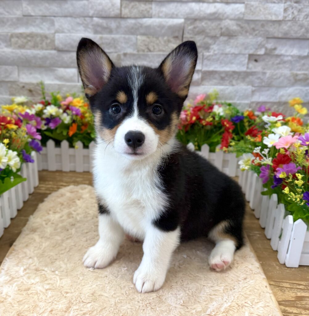 Pembroke Welsh Corgi - 0409 - Image 1