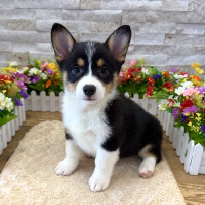 Delilah Pembroke Welsh Corgi
