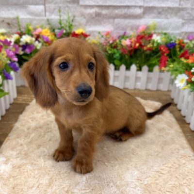 Joey Dachshund