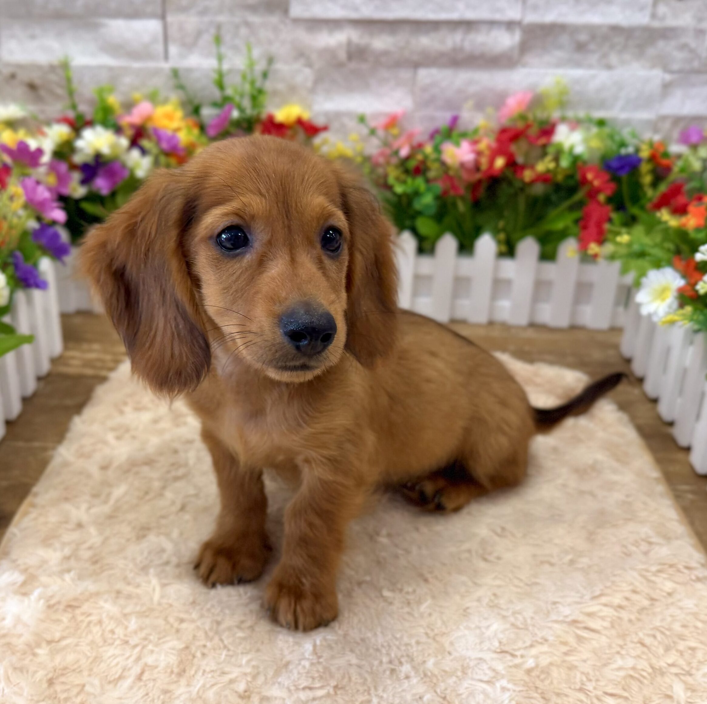 Dachshund in Manhattan, NY