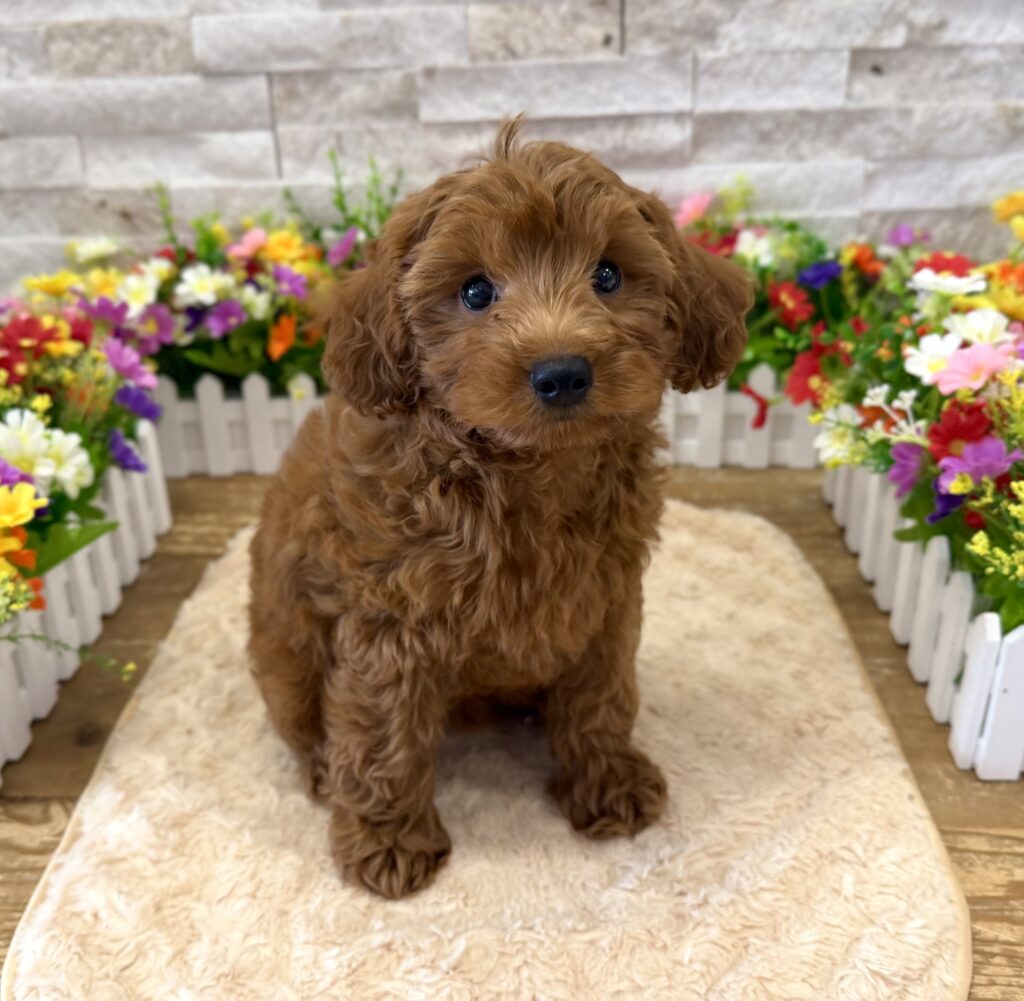 Cavapoo - 0966 - Image 3