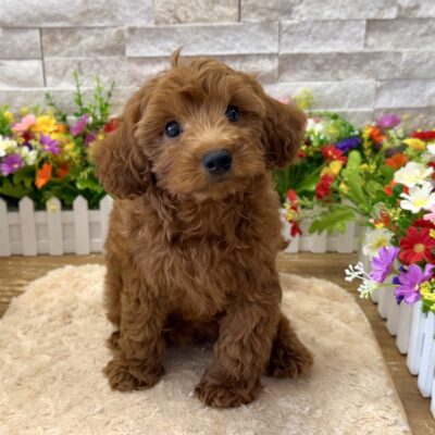 Madden Cavapoo