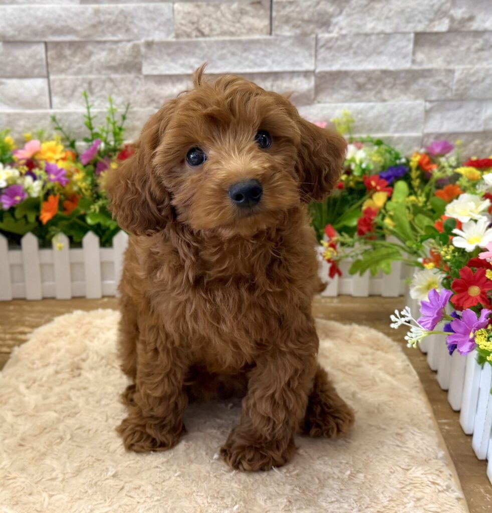 Cavapoo - 0966 - Image 1