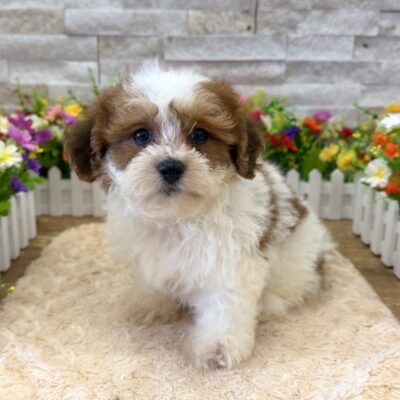 Graham  Zuchon (Teddy Bear)