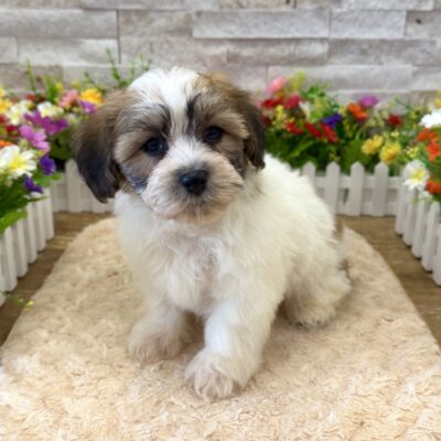 Nico Zuchon (Teddy Bear)