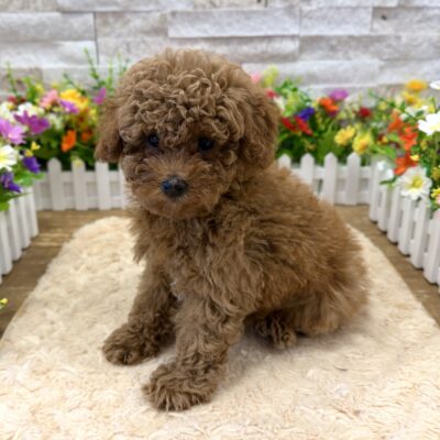 Timothy Poodle Mini