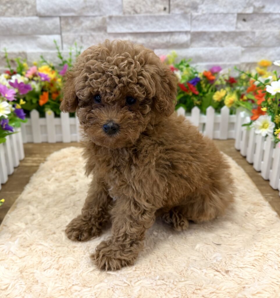 Poodle Mini - 4203 - Image 1