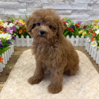 Pumpkin Poodle Mini
