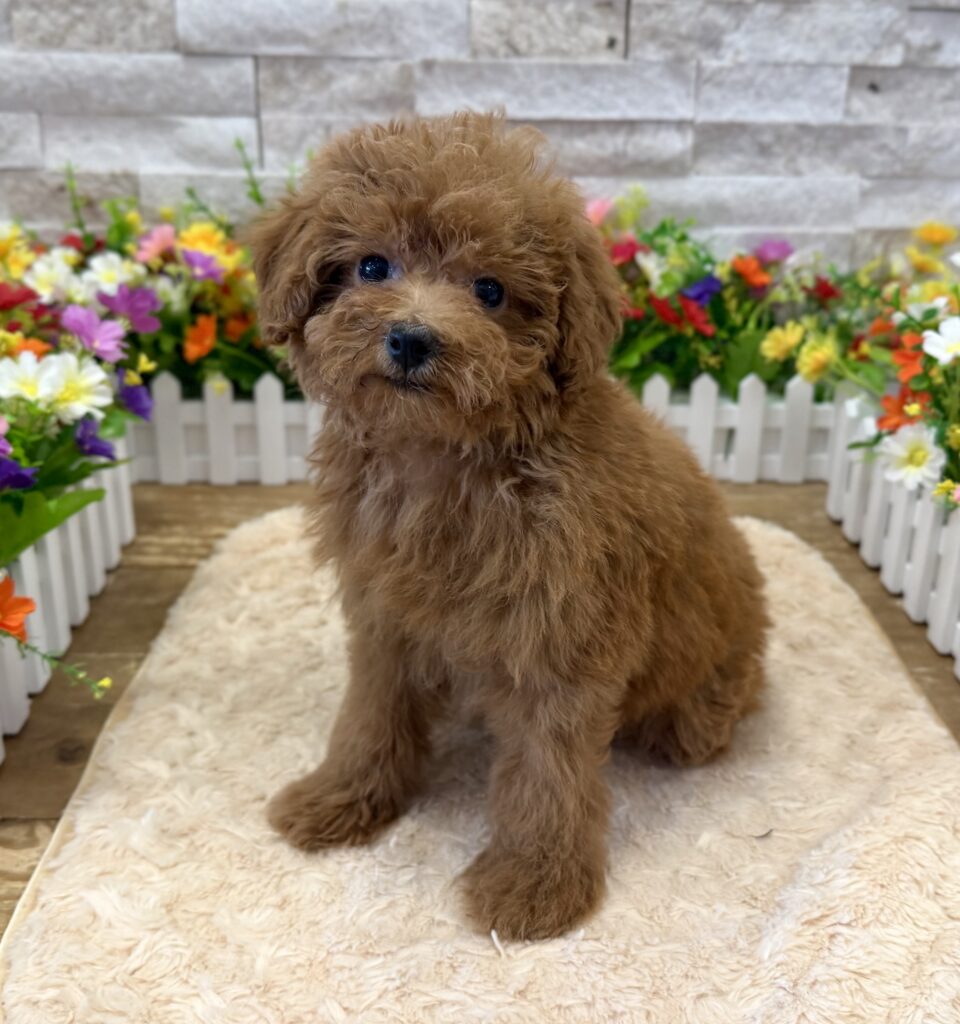 Poodle Mini - 4211 - Image 1