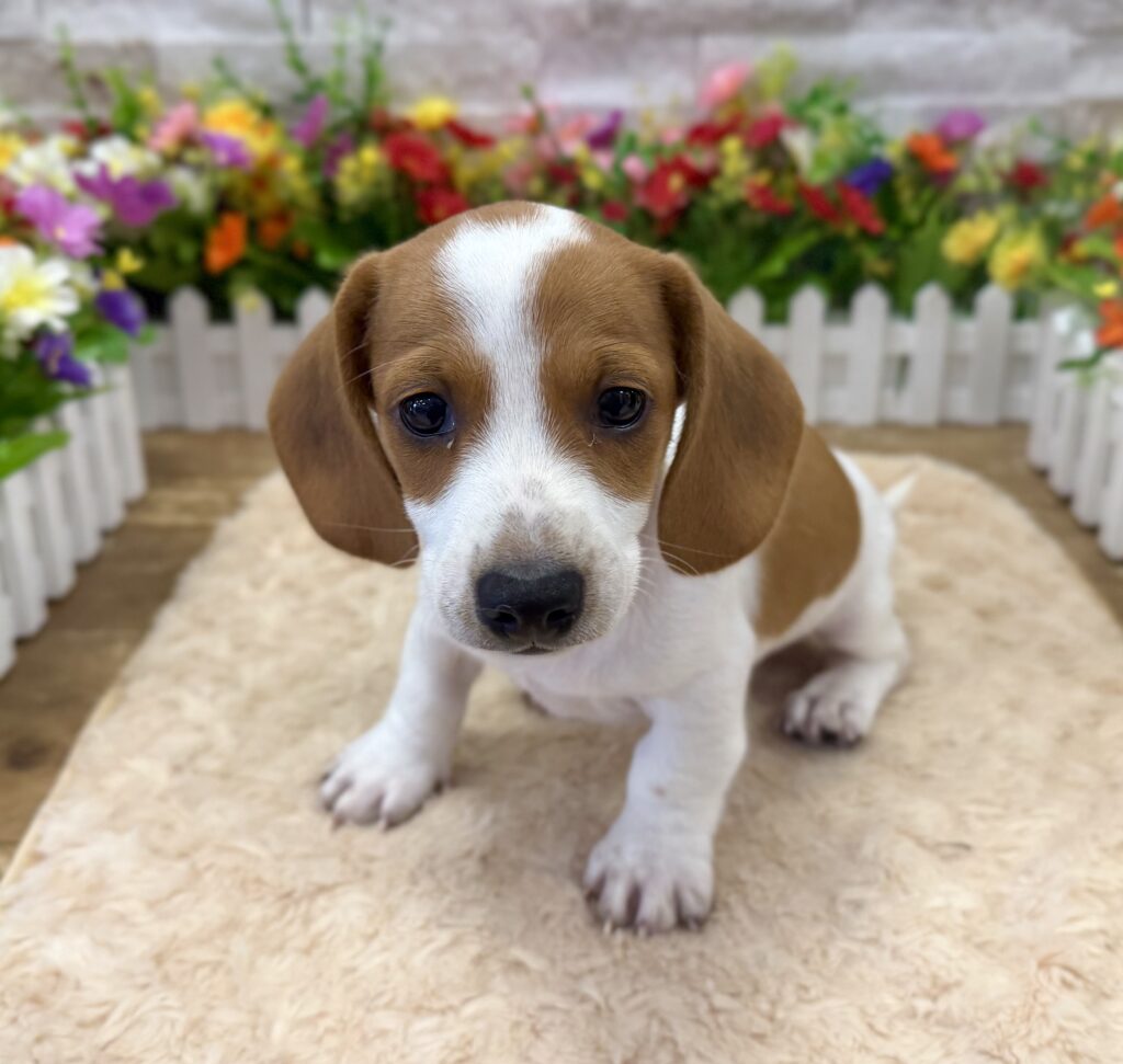 Dachshund - 5620 - Image 1