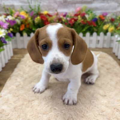Jackson Dachshund