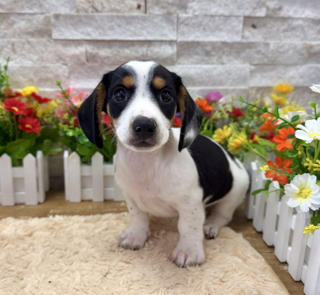 Dachshund-5614 - Image 1