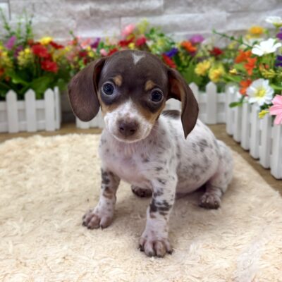 Peanut Dachshund