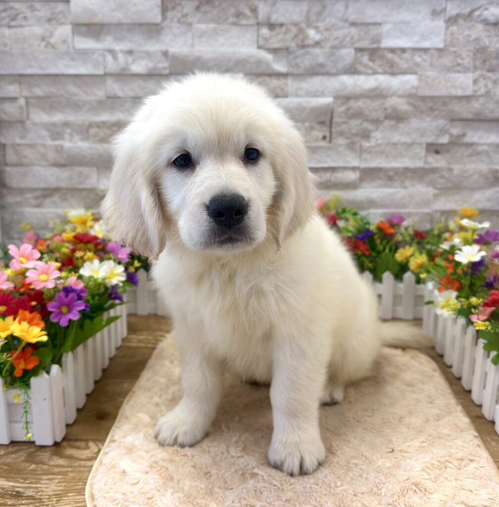 Golden Retriever - 4214 - Image 1