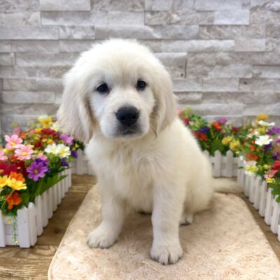 Sonny Golden Retriever