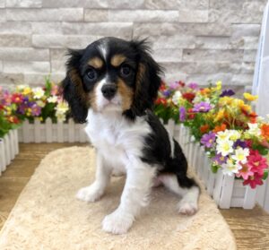 Furrylicious® Cavalier King Charles Spaniel puppy available