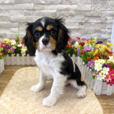 Rookie Cavalier King Charles Spaniel
