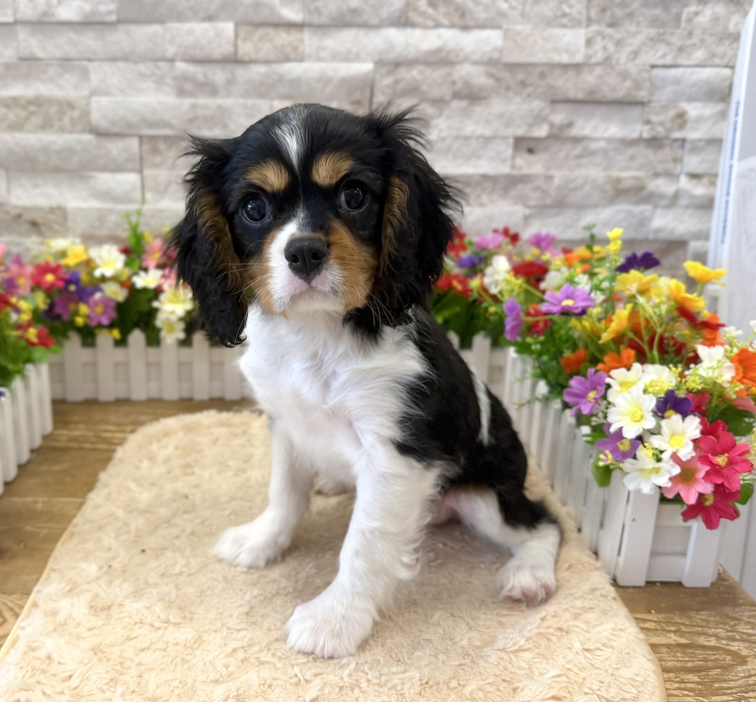 Cavalier King Charles Spaniel in Somerville, NJ