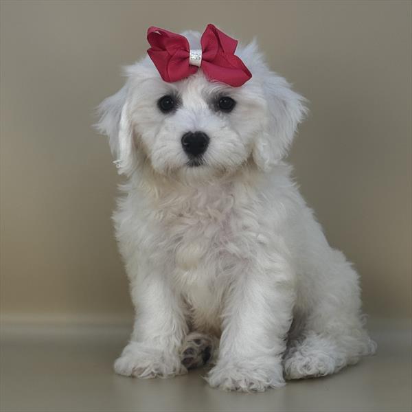 Bichon Frise - 3119 - Image 2