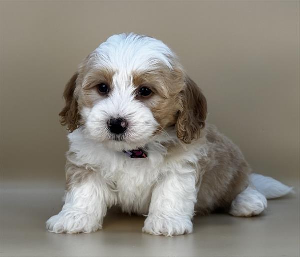 Poodle/Bernedoodle Mini - 3061 - Image 2
