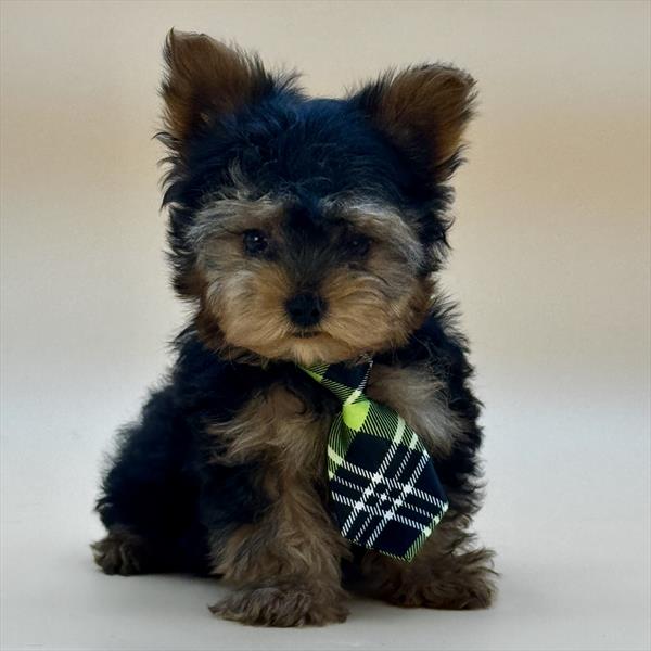 Yorkshire Terrier - 3989 - Image 2
