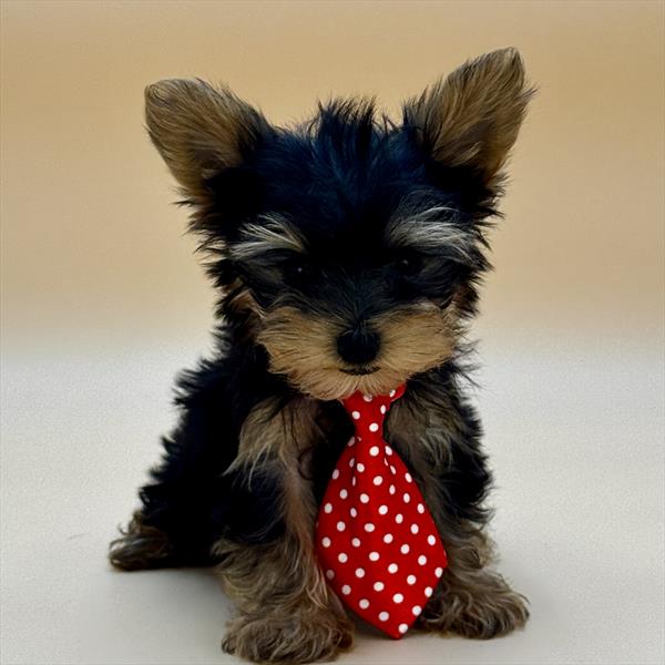 Yorkshire Terrier - 3568 - Image 2