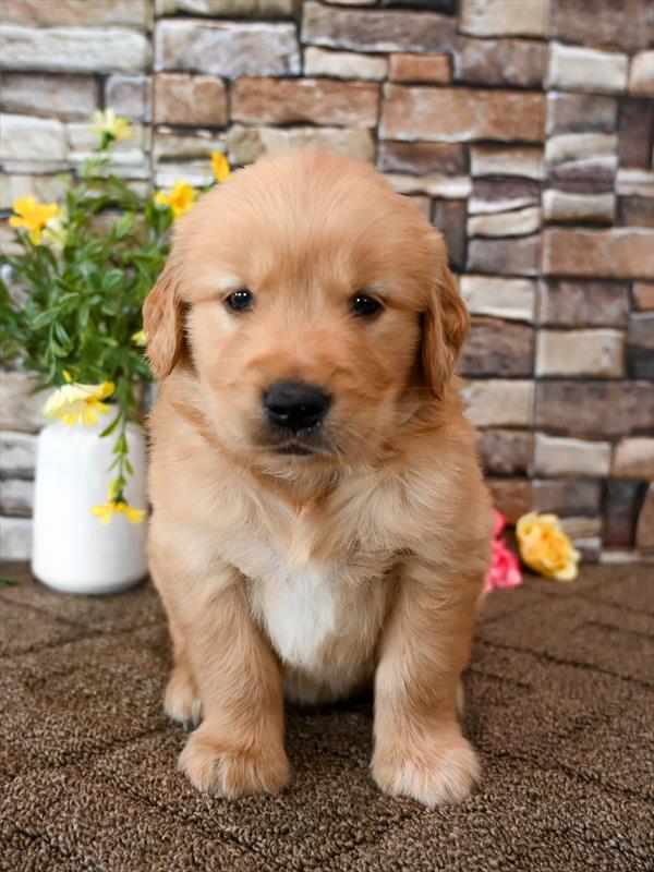 Golden Retriever - 4252 - Image 2