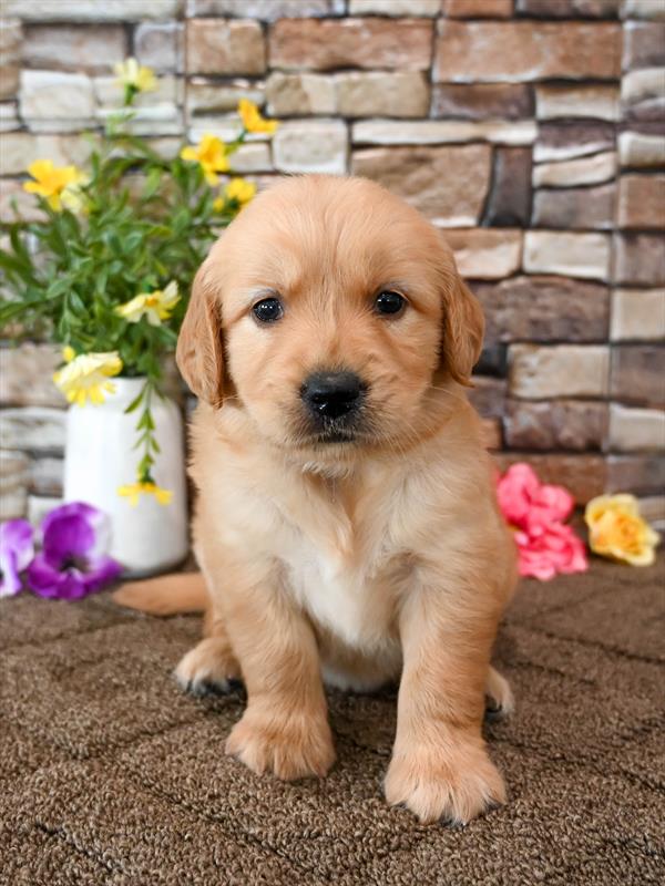 Golden Retriever- 4254 - Image 2