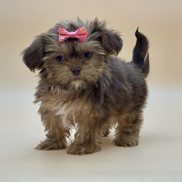 Yorkie/Shih Tzu 3963 - Image 2