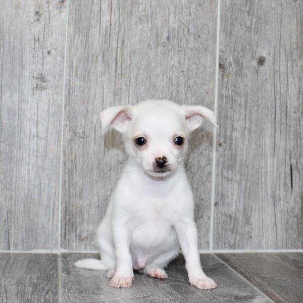 Chihuahua - 6546 - Image 2