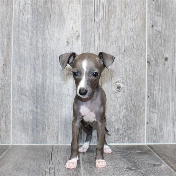 Italian Greyhound - 6550 - Image 2
