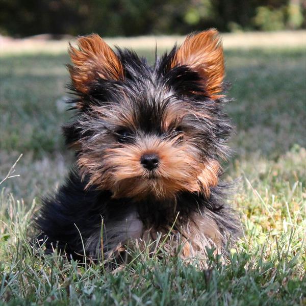 Yorkshire Terrier - 5269 - Image 2