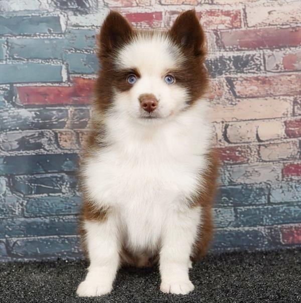 Pomsky - 0129 - Image 2