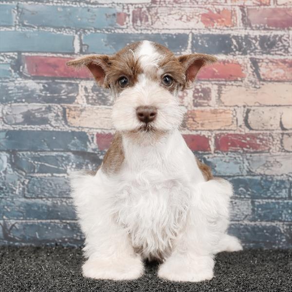 Miniature Schnauzer - 0024 - Image 2
