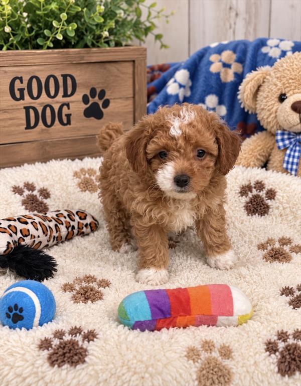 Poodle - 9367 - Image 2