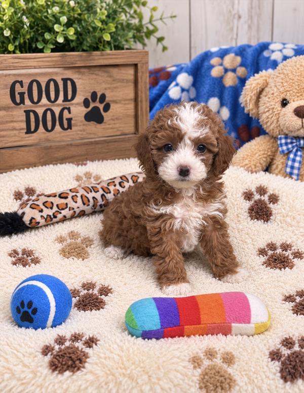 Poodle - 9365 - Image 2