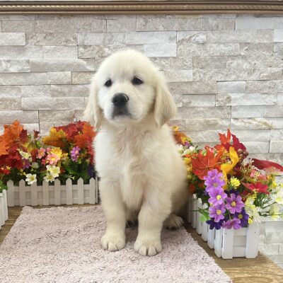 Tessa Golden Retriever