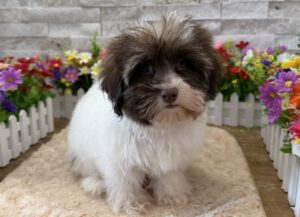 Furrylicious® Havanese puppy available