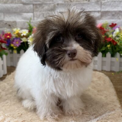 Wally Havanese