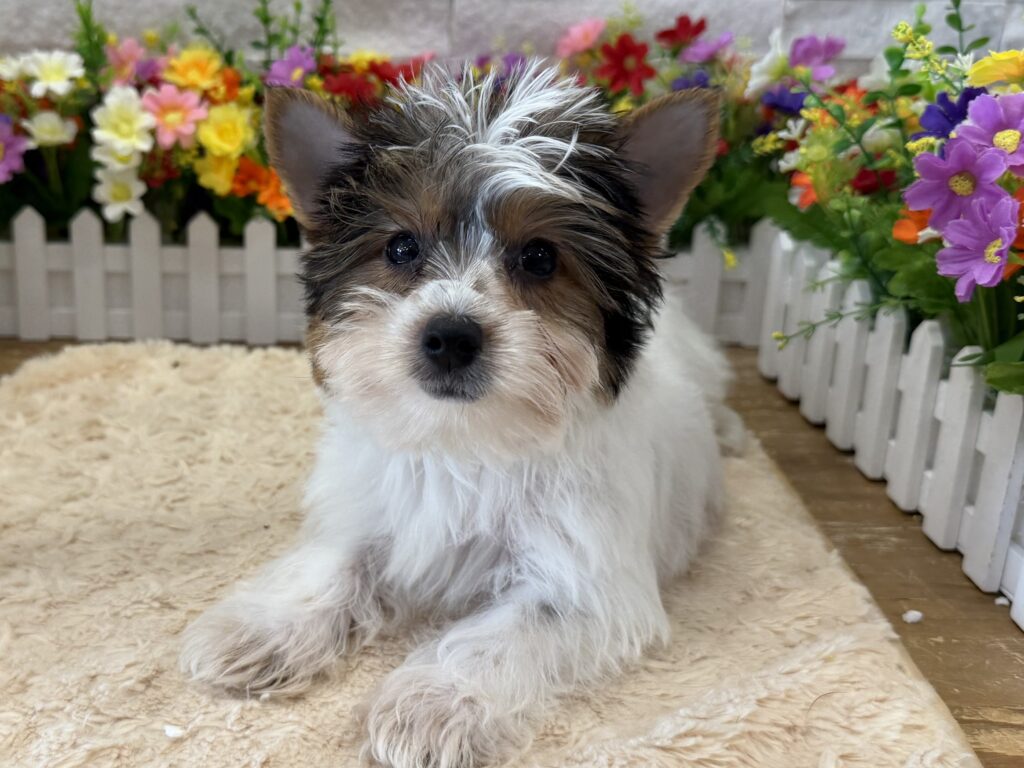 Yorkshire Terrier -6439 - Image 1