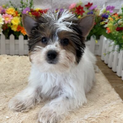 Ozzy Yorkshire Terrier