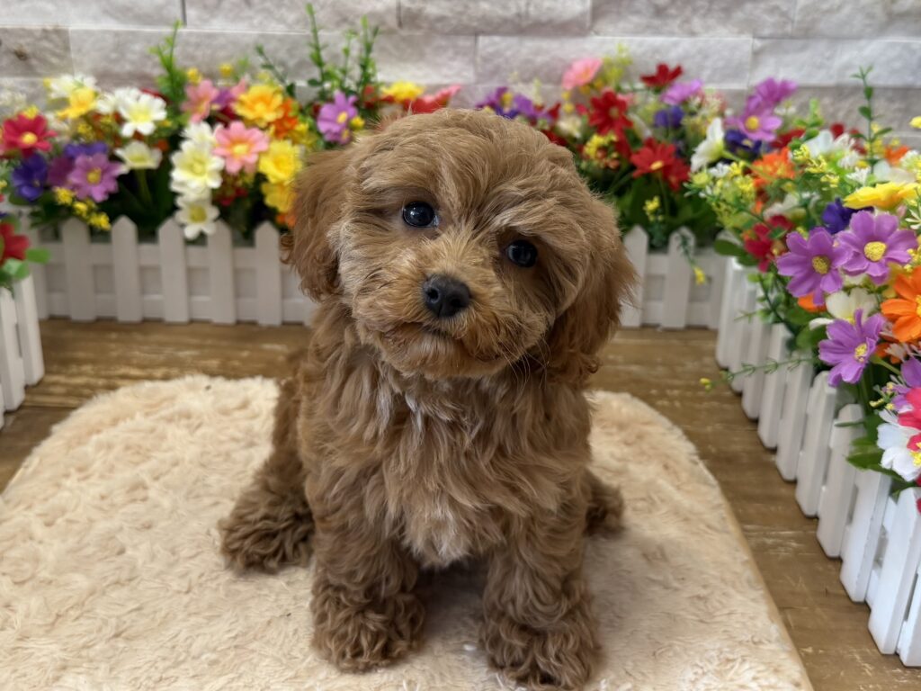Cavapoo - 9366 - Image 1