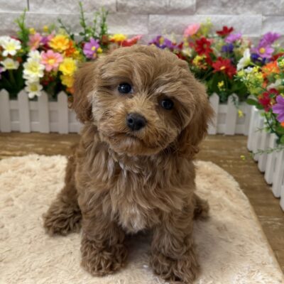 Honey Cavapoo